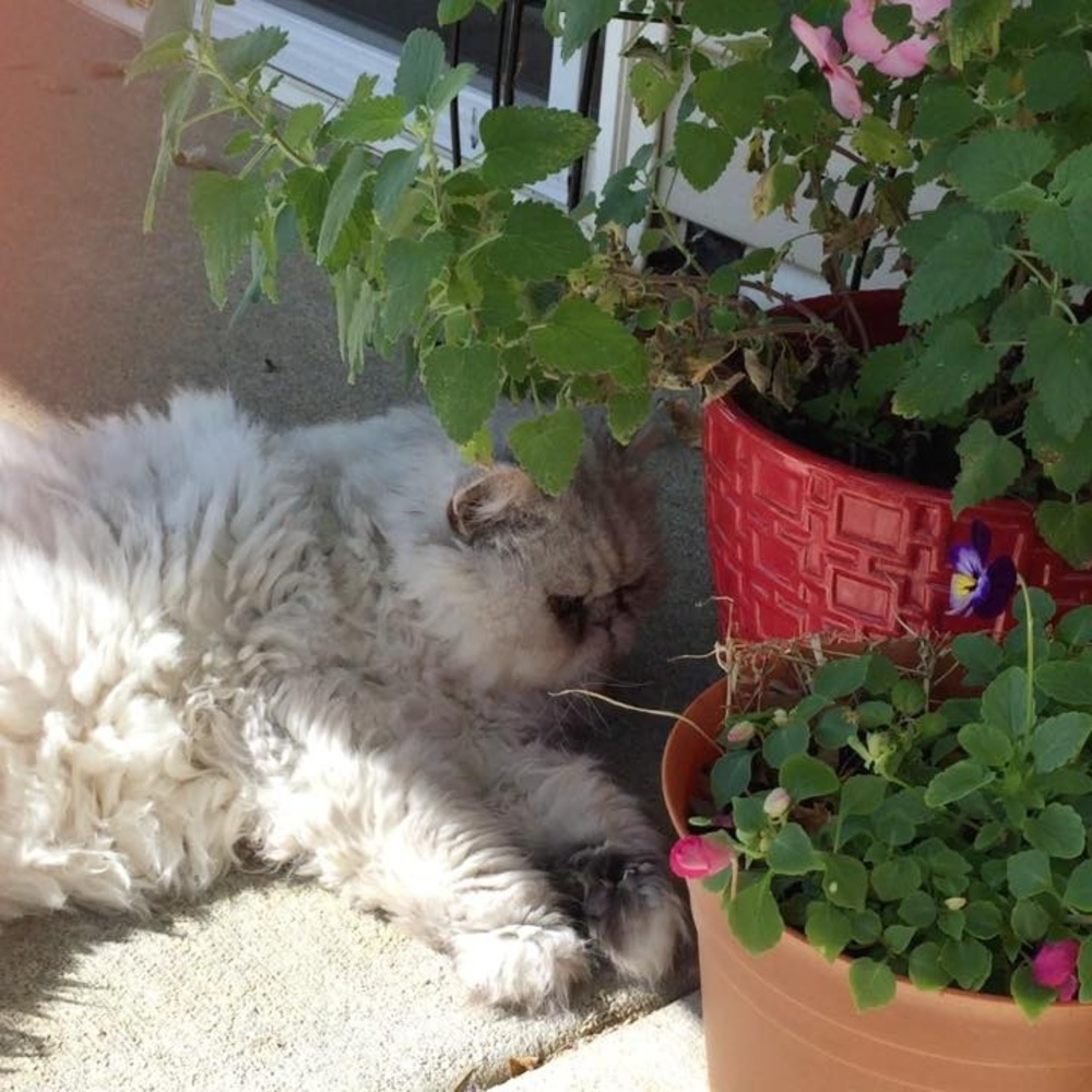 Meet your Posher, Cindy